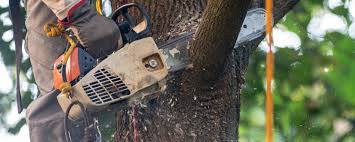 How Our Tree Care Process Works  in  North River Shores, FL