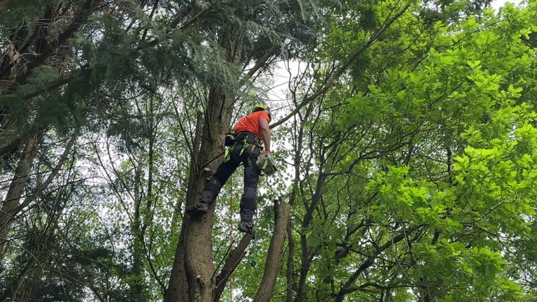 Best Arborist Consultation Services  in North River Shores, FL